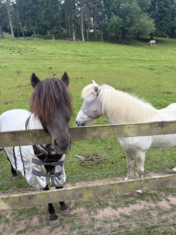 Horses and ponies in a fenced field, Esbønderup