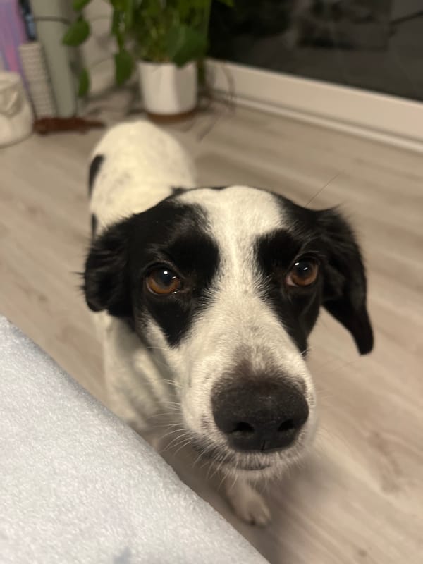 A black and white dog going about its evening at home