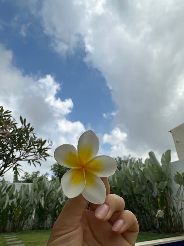 Frangipani flowers held over green grass in Kuta Selatan
