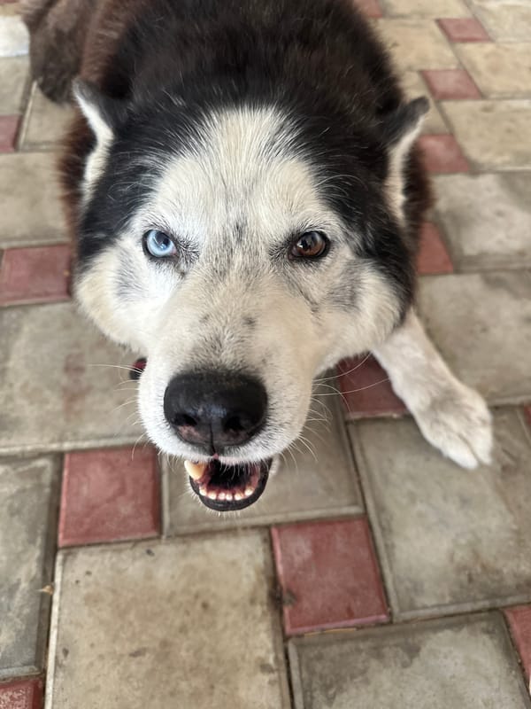 Husky on a patio, open sky above the trees