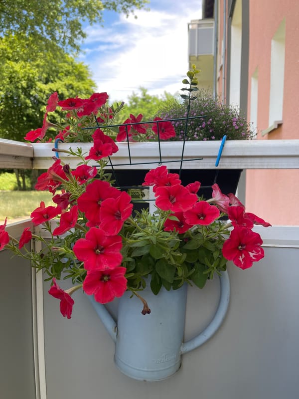 Red petunias in colorful balcony planters, shot up close