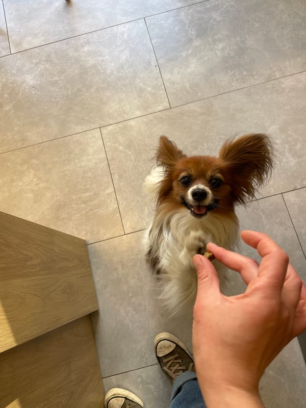 Woman conducts outdoor photo session in Budva park