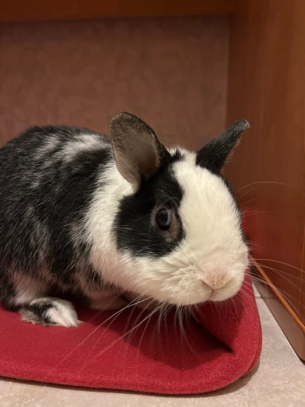 Black and white rabbit rests on red bedding in Truchtersheim