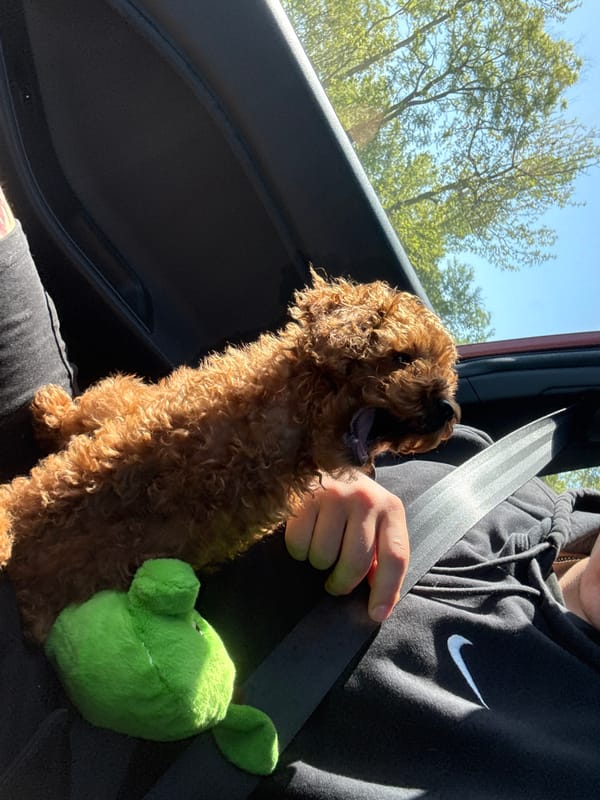 Person, dog spotted in car during sunny morning in Burgas