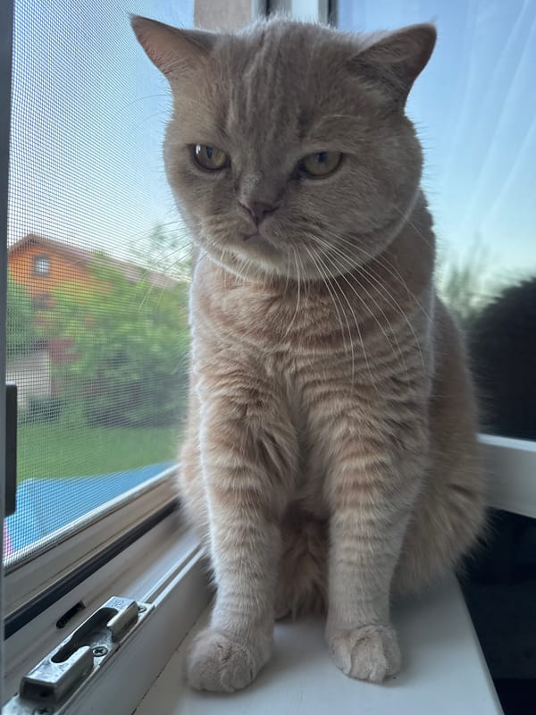 Cat spends afternoon windowsill watching, eating during study session