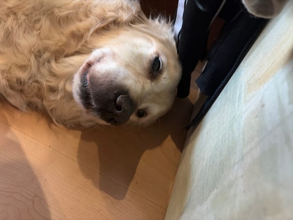 Morning domestic moments: golden retriever and bathroom selfie captured
