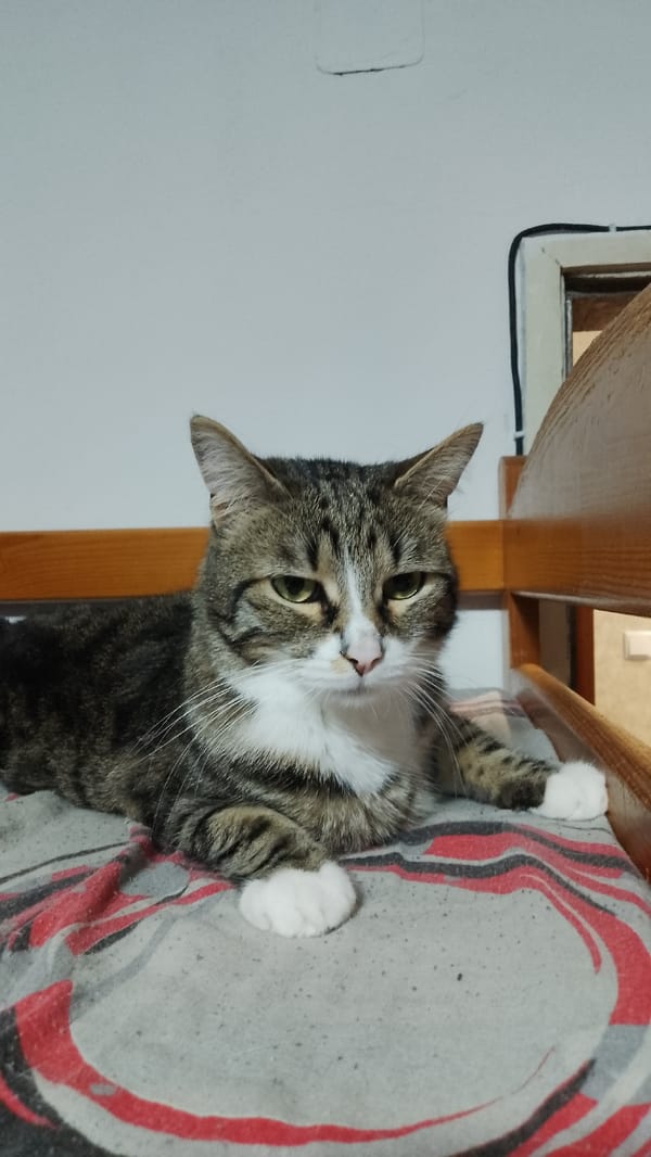 Tabby cat spotted resting indoors in Yambol, Bulgaria