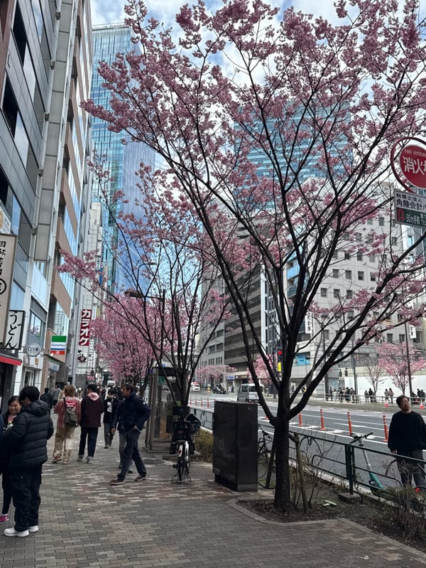Cherry blossoms reach full bloom on Shibuya street