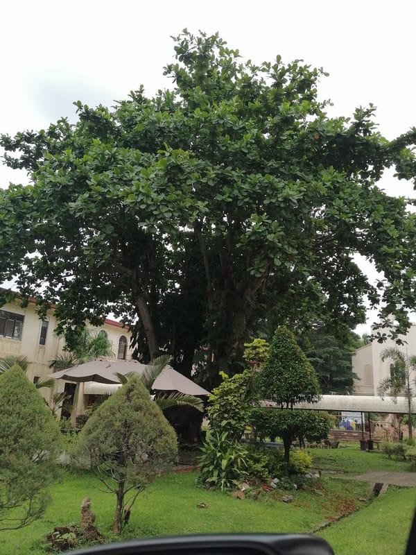 Morning garden scenes documented in Davao City, Philippines