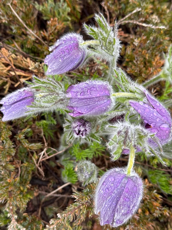 Dew-covered Pasque flowers photographed in Kurganinsk, Russia