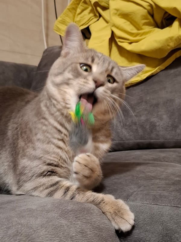 Tabby cat photographed playing and resting indoors over 14 minutes