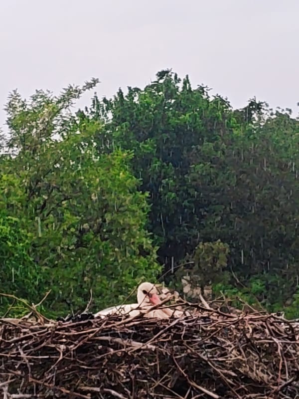 White stork nests near urban church during rainfall
