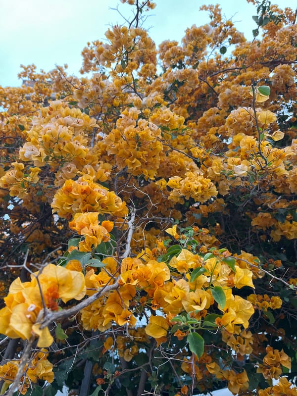 Yellow bougainvillea blooms captured in Alanya, Turkey