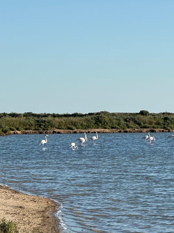 Flamingos and egrets spotted in Olhão wetlands