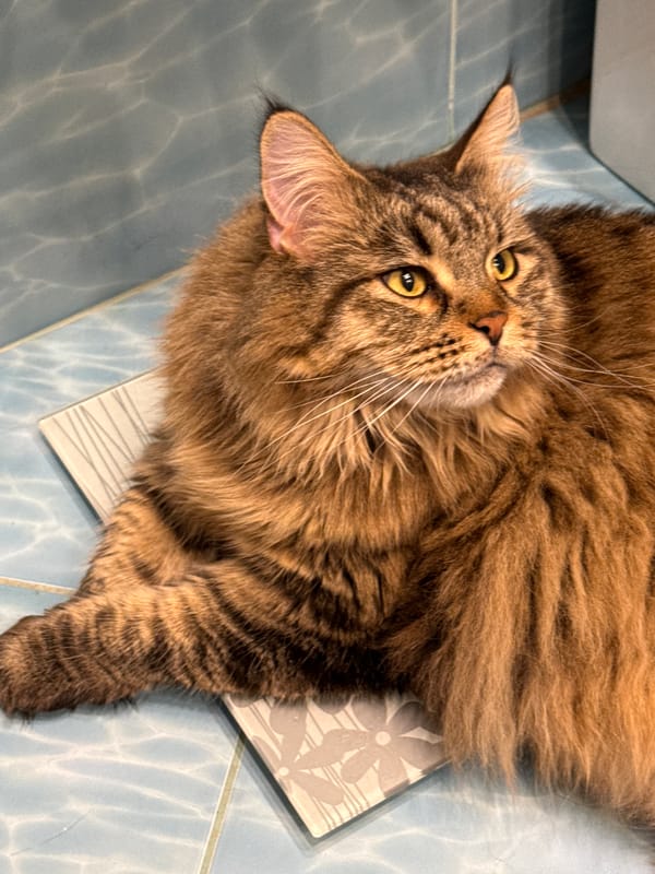 Person photographed in close proximity with cat in Izhevsk