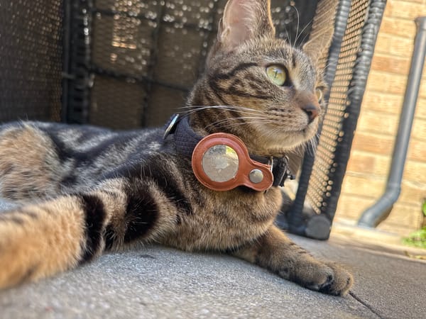 Tabby cat enjoys sunny afternoon in Desborough garden