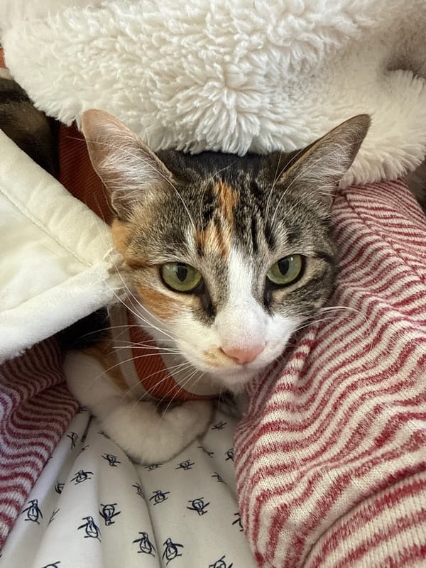 Calico cat photographed resting among textiles in Mexico