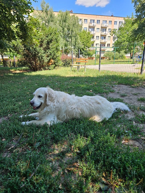 Golden retriever lounging and exploring a Rzeszów courtyard