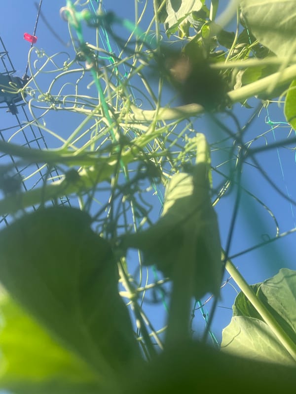 Mid-summer garden life in close detail, Mochische, Russia