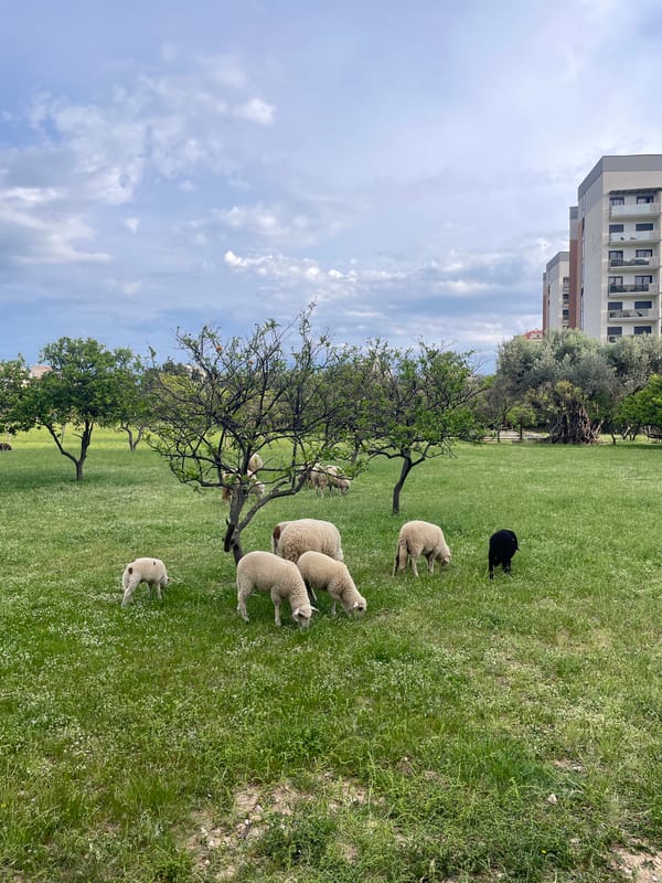 Sheep flock grazes in urban field in Bar, Montenegro