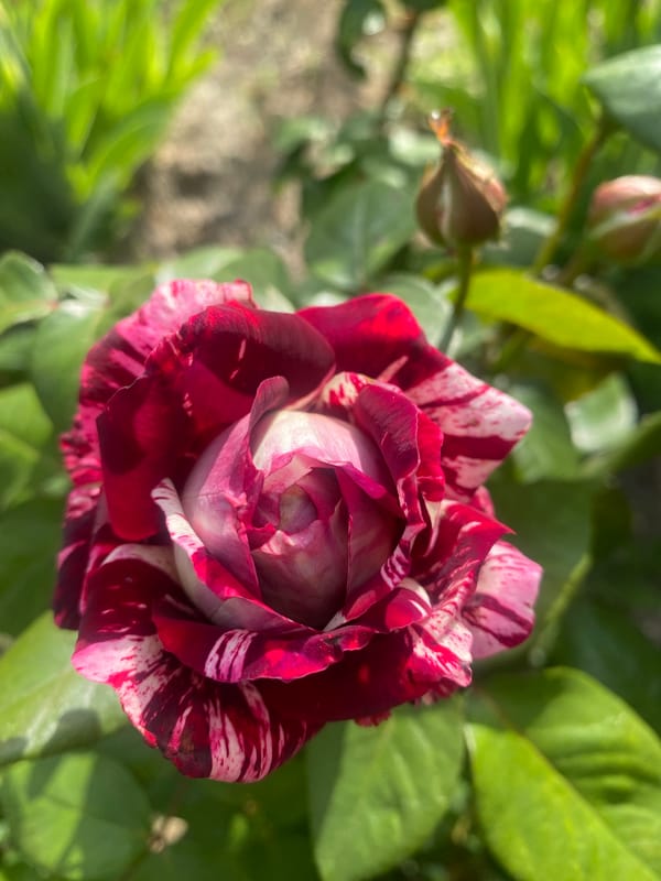 Early morning flower photography session captured in Dnipro, Ukraine