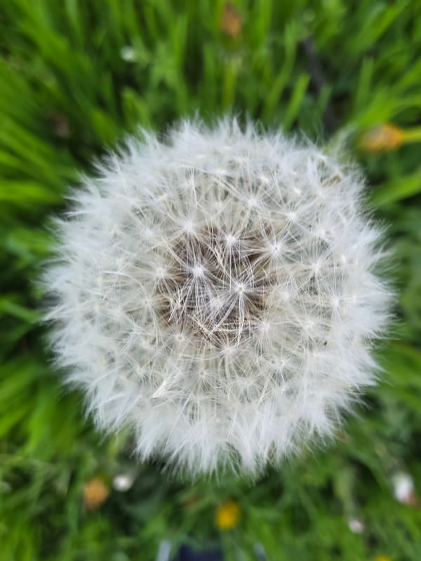 Spring dandelions bloom in Sofia city park