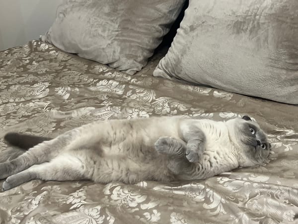 Grey cat relaxes on bed in Nesebar home