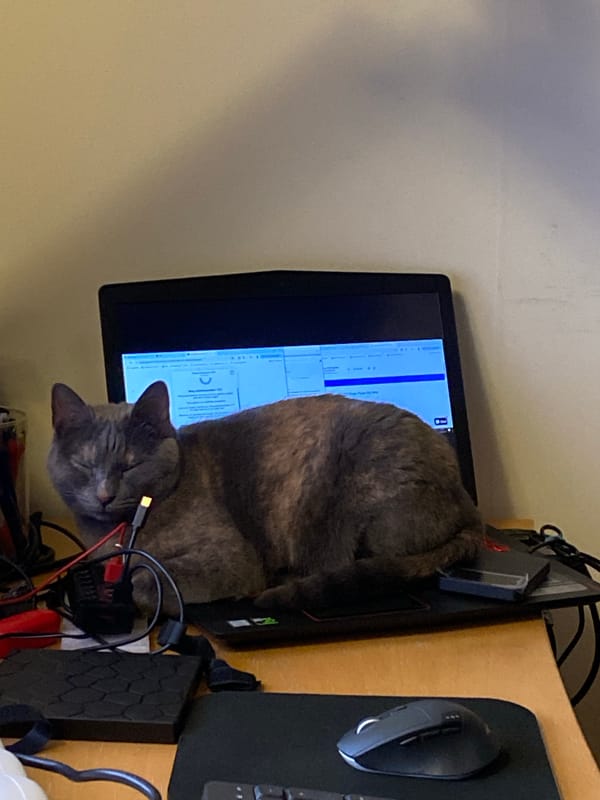 Cat disrupts laptop use in Swedish home office