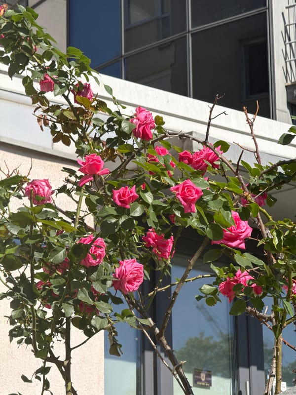 Morning scenes of roses and cat captured in Zagreb