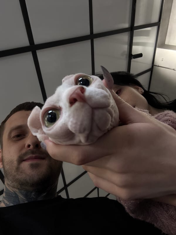 Hairless cat in sweater photographed at Moscow gathering