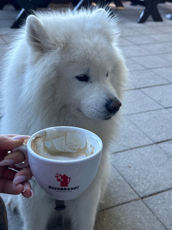 Morning coffee shared with Samoyed dog in Bar, Montenegro