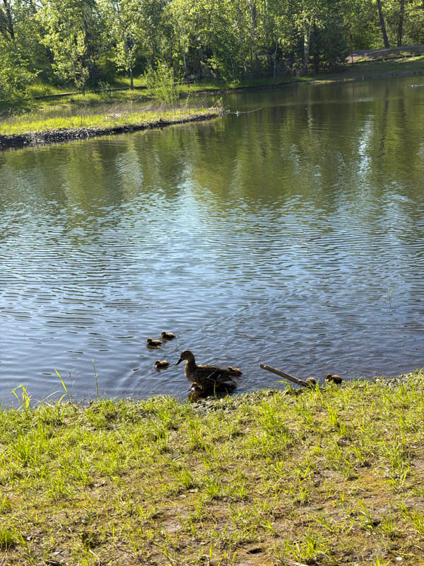 Duck family spotted at Krasnoyarsk pond during morning hours