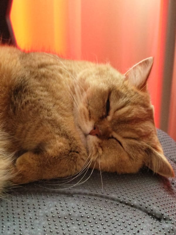 Ginger cat napping on a gray surface in Krasnodar