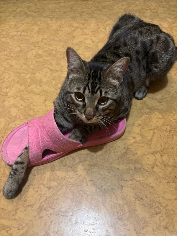Cat naps in pink flip-flop in Barnaul