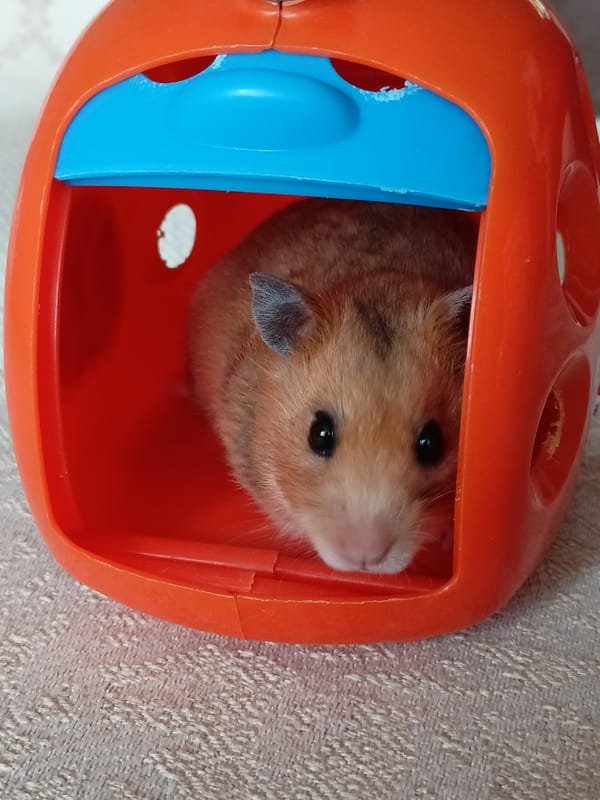 Pets, coffee, and collectibles on a quiet morning at home