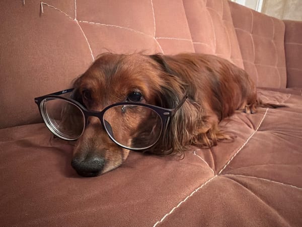 Dachshund wearing glasses spotted resting on couch in Krasnoyarsk