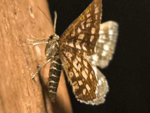 Macro insects and a moonlit river, one summer evening