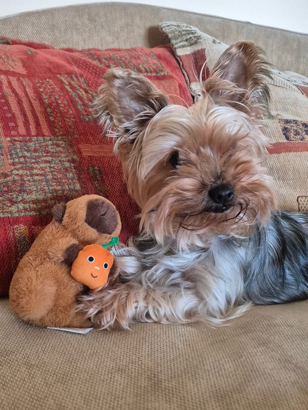 Yorkshire Terrier plays with toys on couch in Bulgaria
