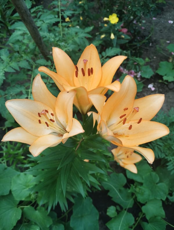 Summer flowers blooming across a Sumy garden