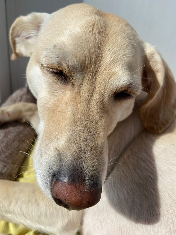 Quiet morning moments with sleeping dog in sunny Russian home