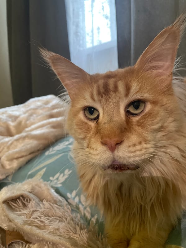 Ginger Maine Coon cat photographed in Rozsoshentsi, Ukraine