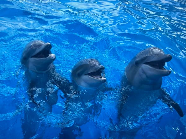 Global wildlife snapshots — elephants, giraffes, dolphins, penguins and more