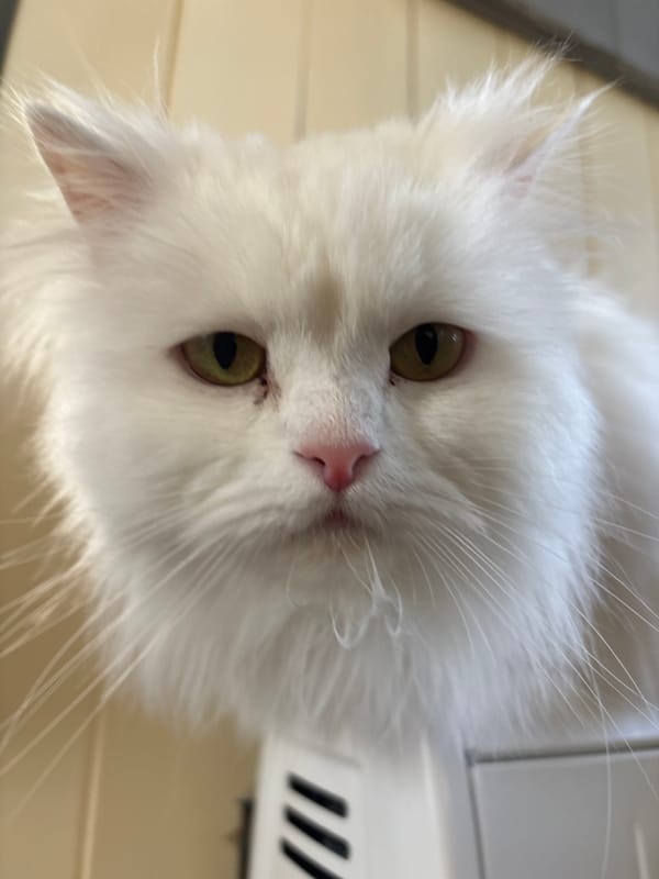 White Persian cat photographed in East Hertfordshire