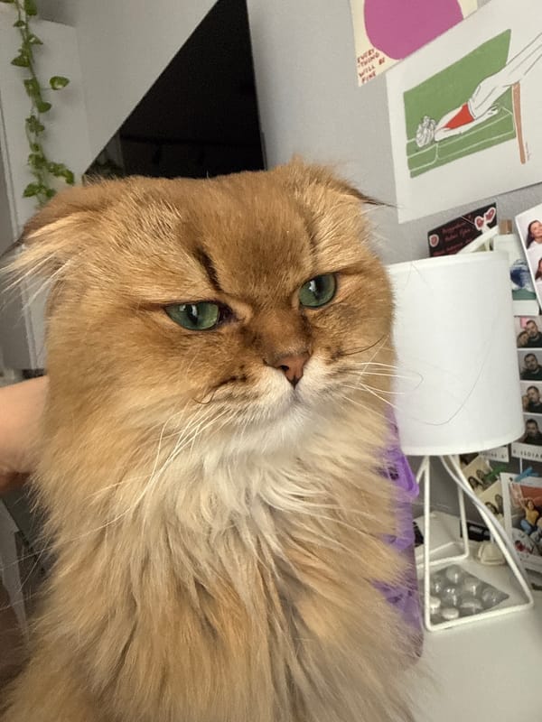 Golden-brown cat with emerald eyes photographed in Moscow