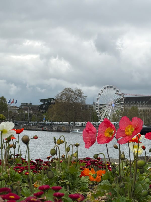 Spring afternoon scenes captured along Zurich lakefront with swans