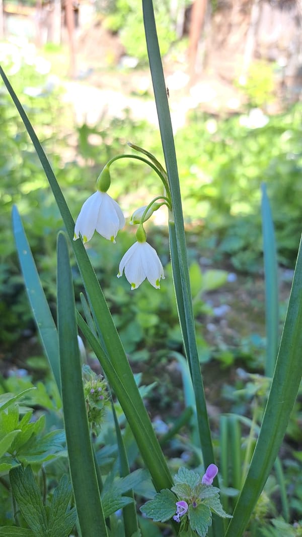 Spring garden blooms documented in Sevlievo, Bulgaria