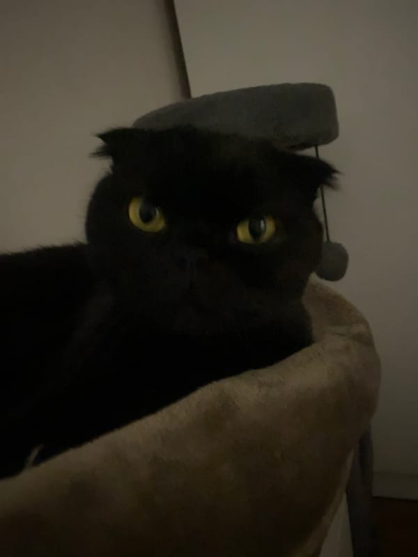 Black cat dominates quiet domestic scenes captured June 9