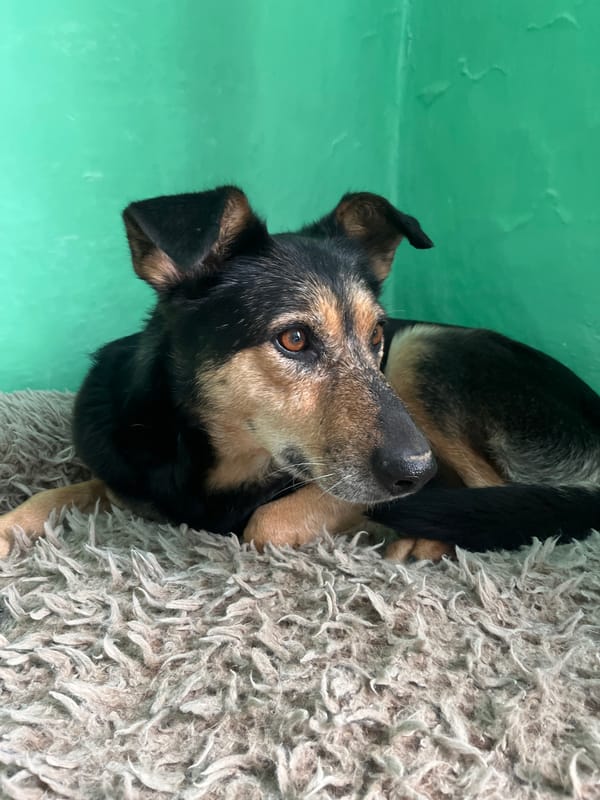 Pets relaxing at home in Nizhny Tagil residence