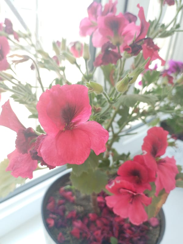 Geraniums and crystal chandelier inside a Kyrgyzstan interior