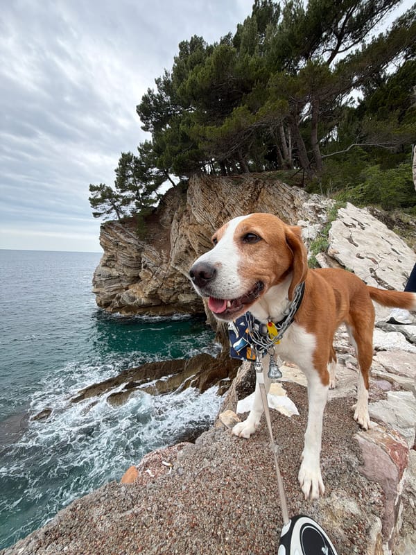 Morning coastal walk with dog captured in Petrovac, Montenegro